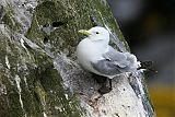 Black-legged Kittiwake